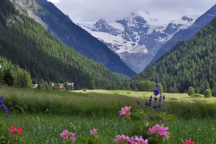 Cogne prairie saint Ours