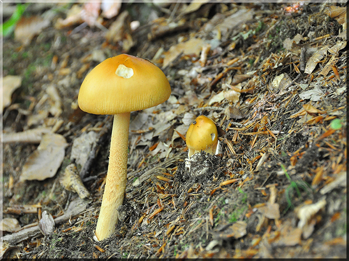 Amanita crocea