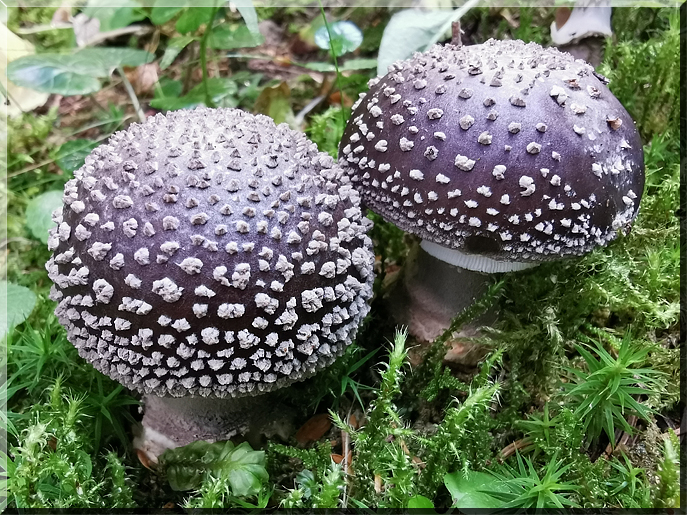 Cantharellus amethystus