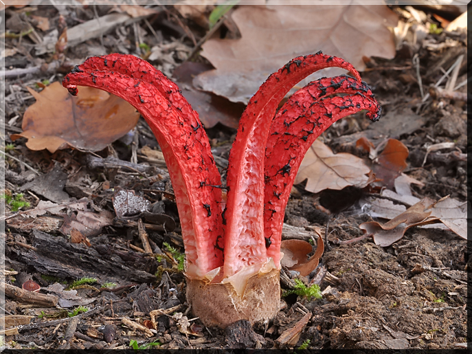 Amanita caesarea