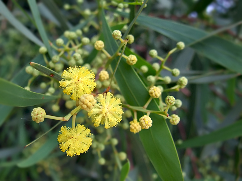 Acacia retinodes