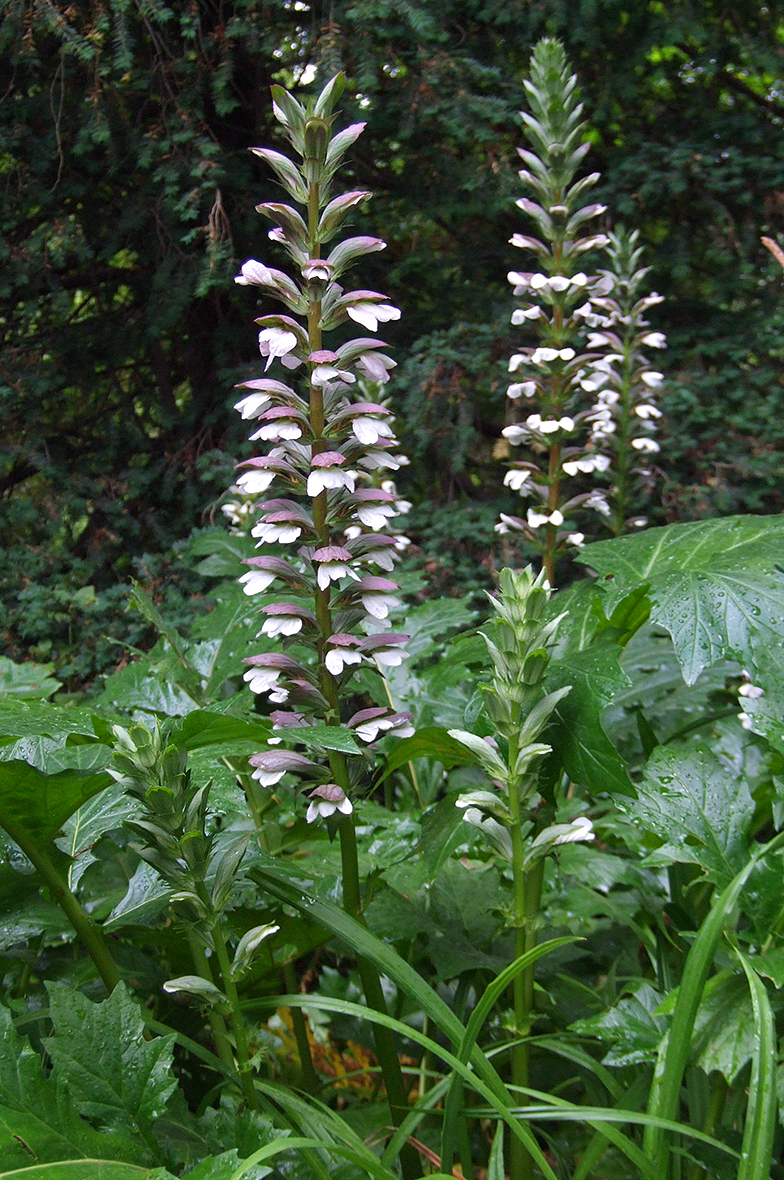 Acanthus mollis