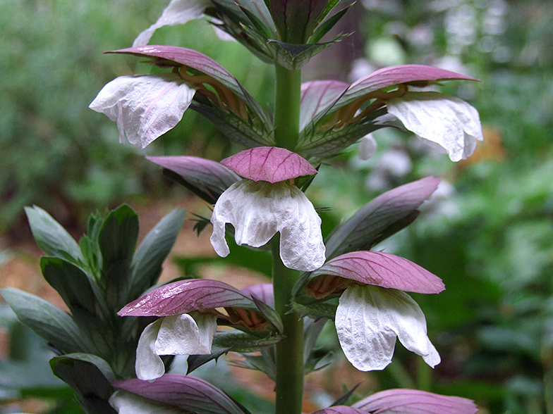 Acanthus mollis