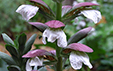 Acanthus mollis