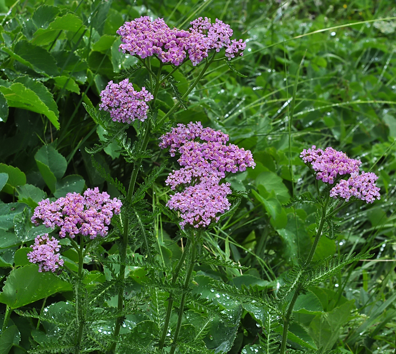 Achillea distans