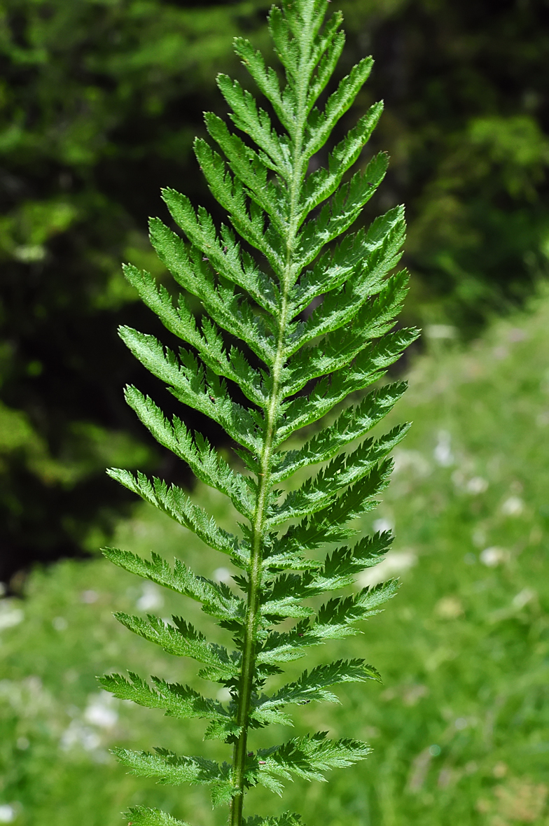 Achillea distans