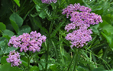 Achillea distans