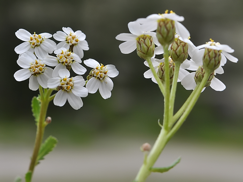 Achillea_erba_rotta