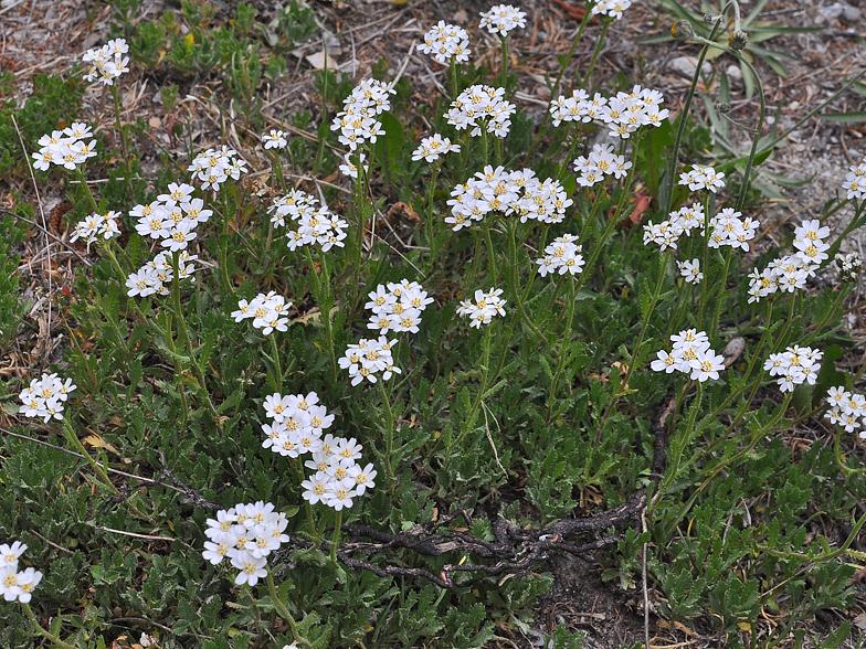 Achillea_erba_rotta 2026 1