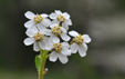 Achillea_erba_rotta