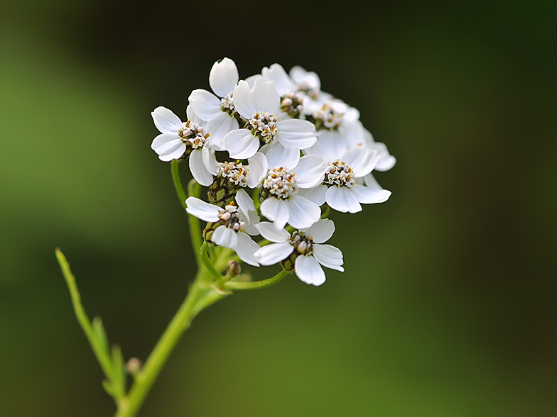 Achillea macrophylla