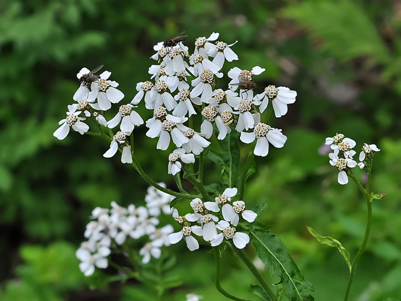 Achillea macrophylla