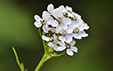 Achillea macrophylla