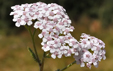 Achillea_millefolium