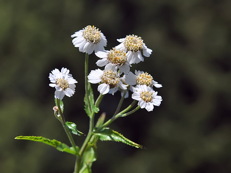 Achillea ptarmica