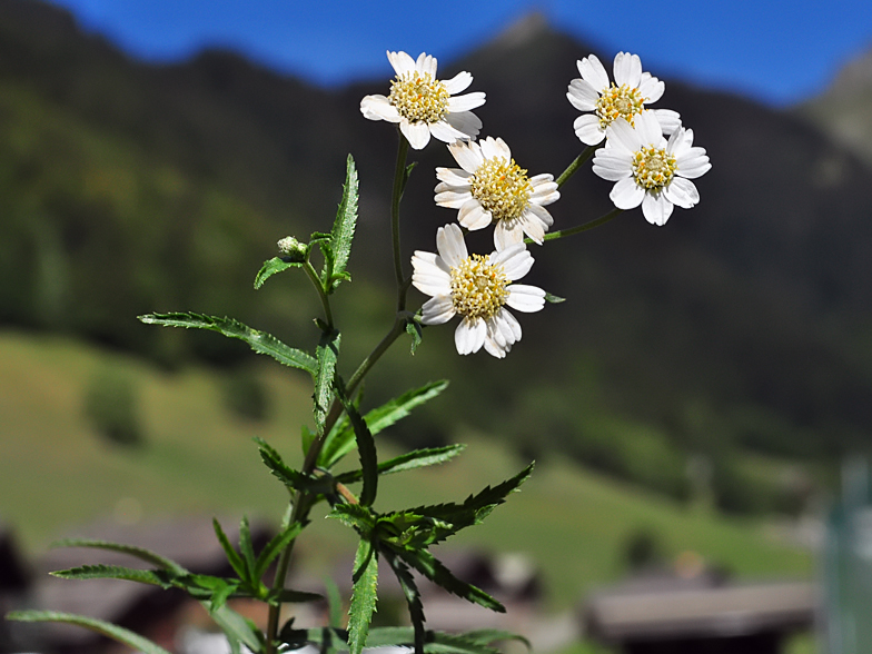 Achillea ptarmica