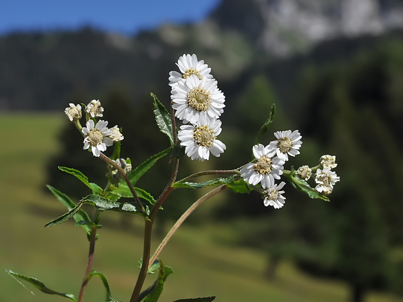 Achillea ptarmica