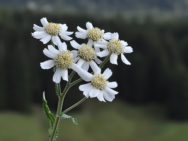 Achillea ptarmica