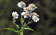 Achillea ptarmica