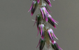 Achyranthes aspera