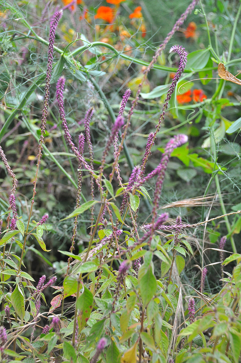 Achyranthes aspera