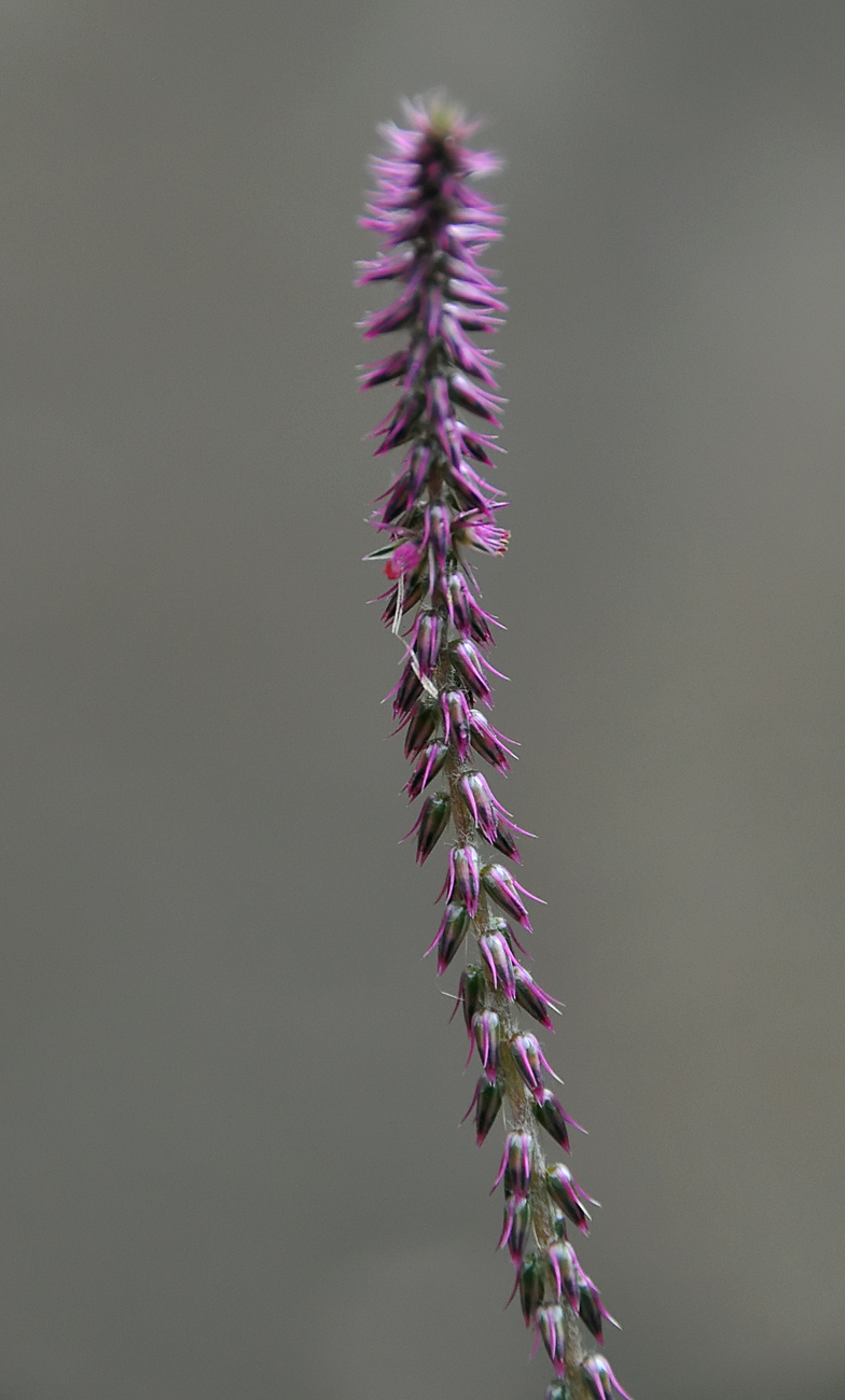 Achyranthes aspera