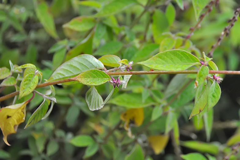 Achyranthes aspera
