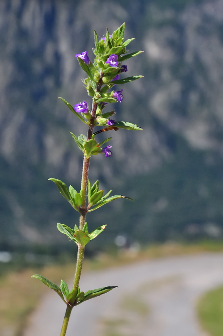 Acinos arvensis