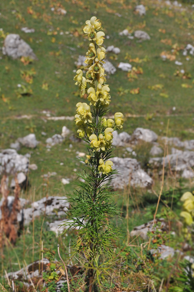 Aconitum anthora