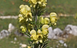 Aconitum anthora