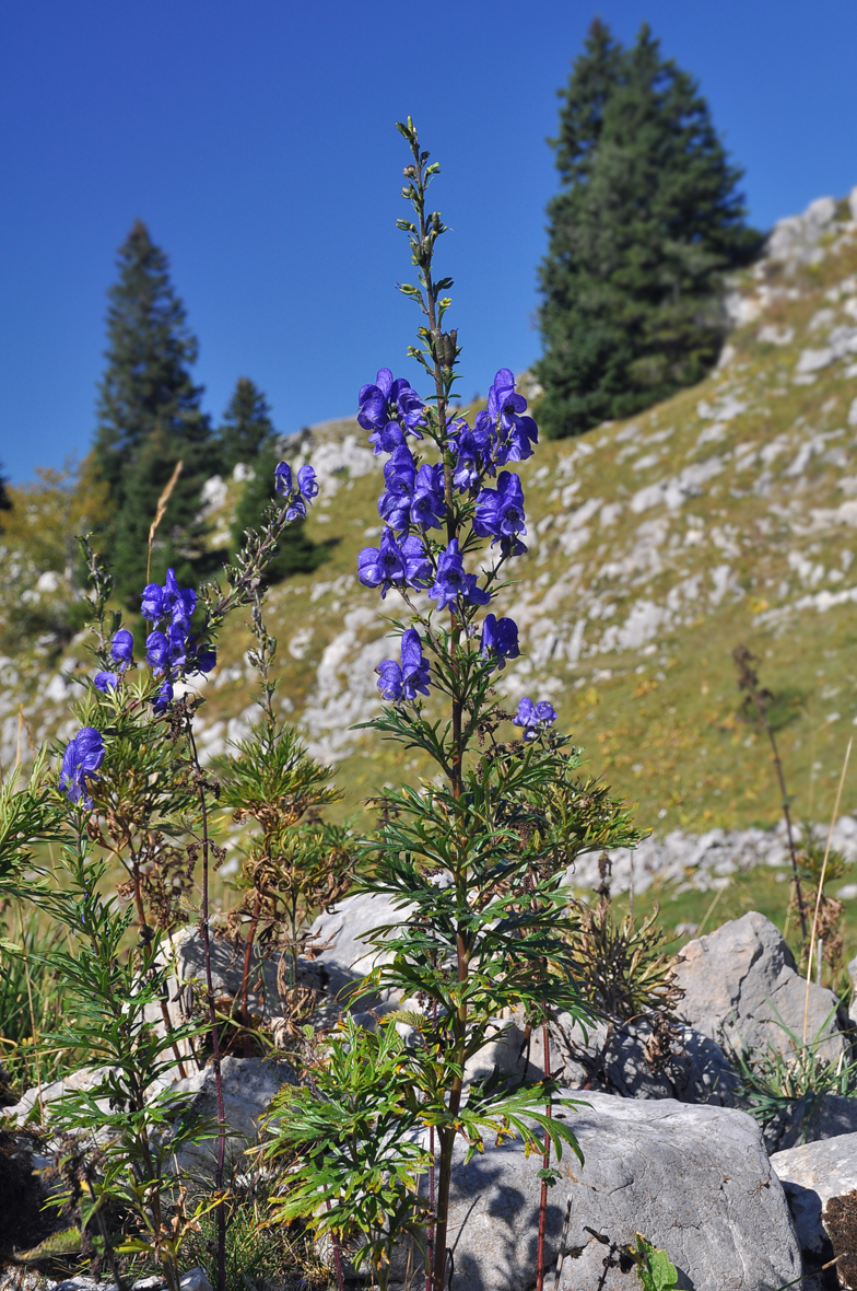 Aconitum napellus