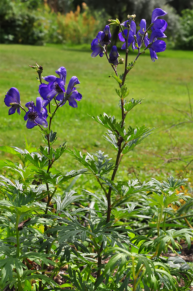 Aconitum napellus