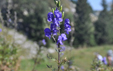 Aconitum napellus