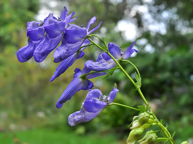 Aconitum variegatum