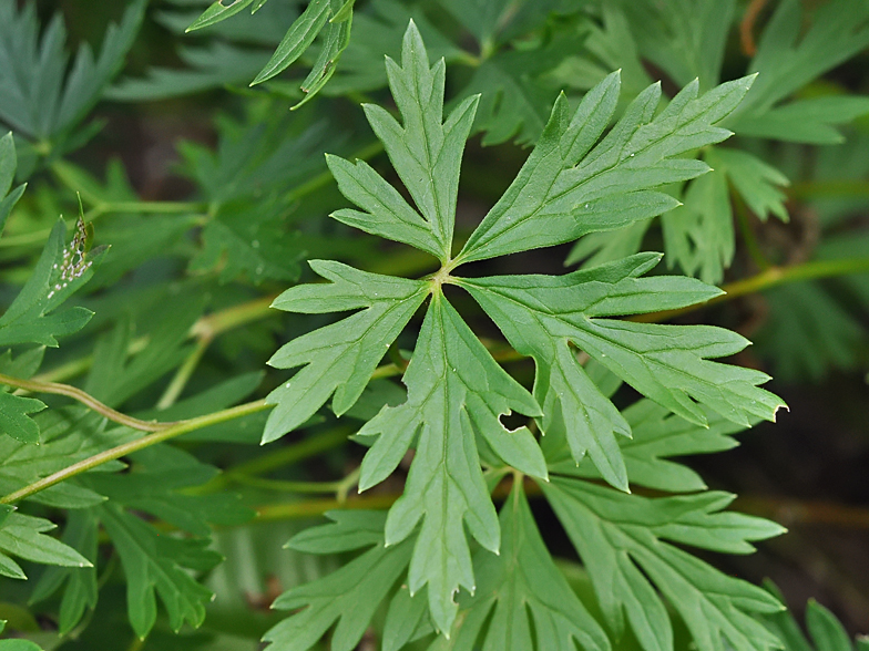 Aconitum variegatum feuille