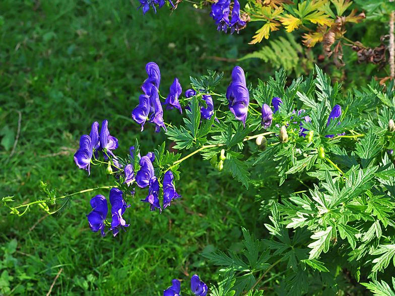 Aconitum variegatum