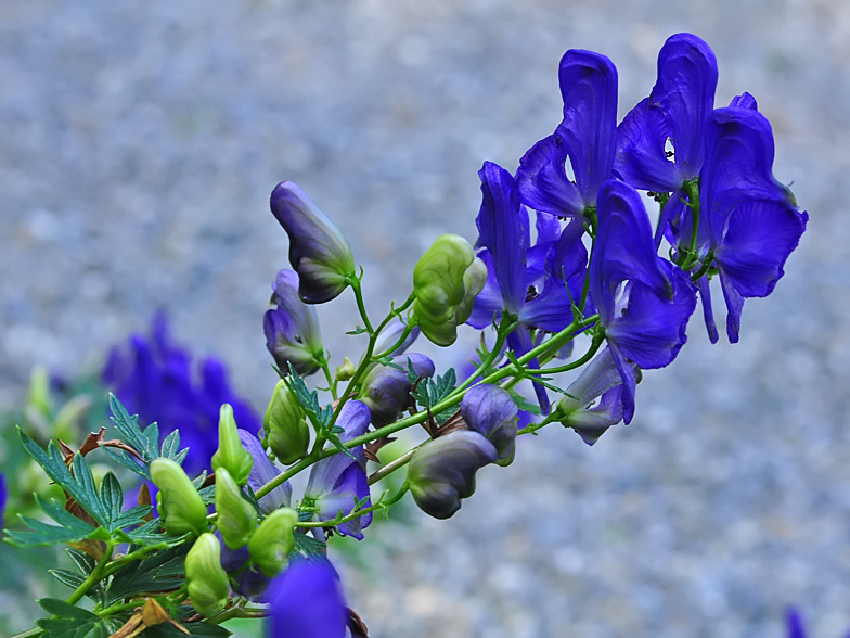 Aconitum variegatum