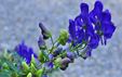 Aconitum variegatum