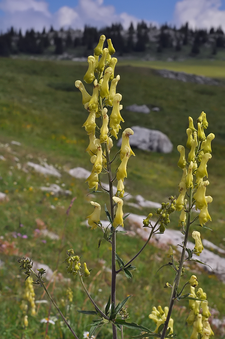 Aconitum vulparia