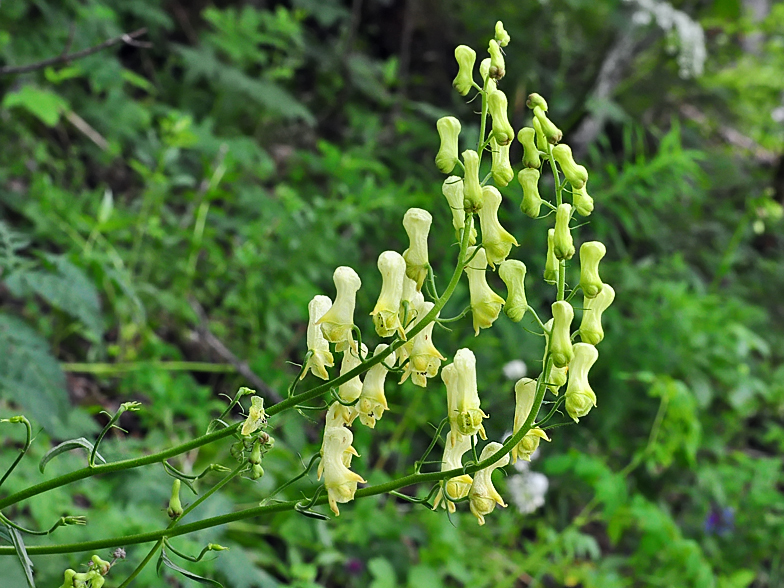 Aconitum vulparia