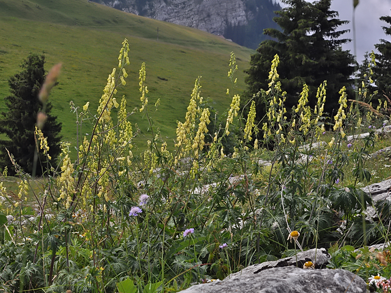 Aconitum vulparia