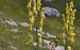 Aconitum vulparia