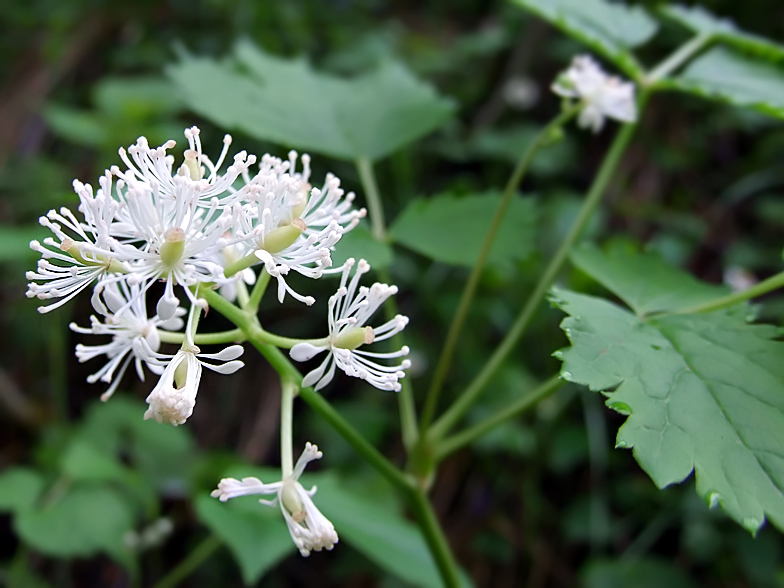 Actaea spicata