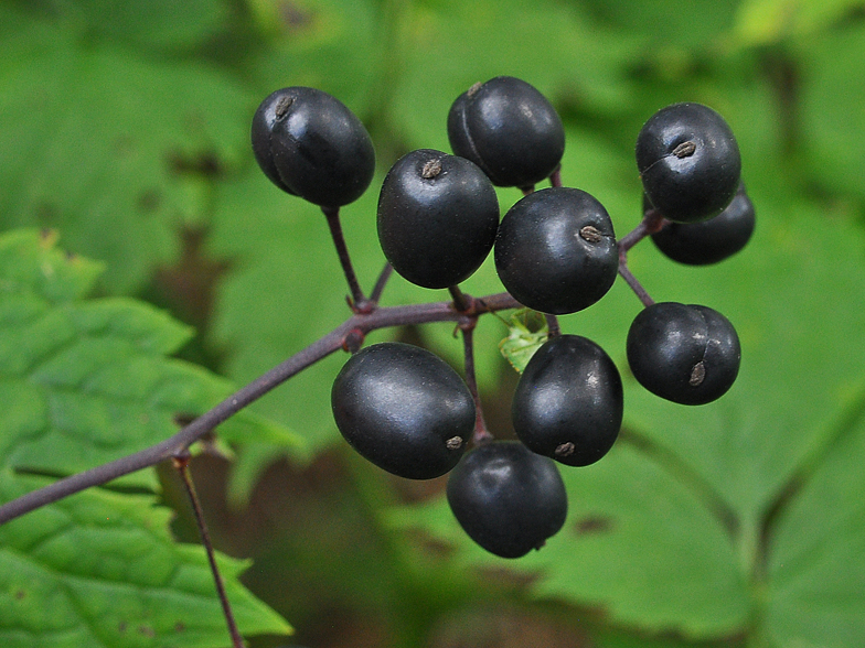 Actaea spicata