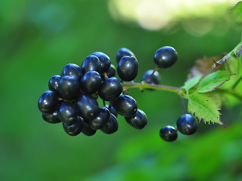 Actaea spicata