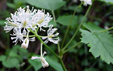 Actaea spicata