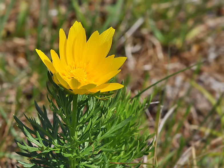 Adonis vernalis