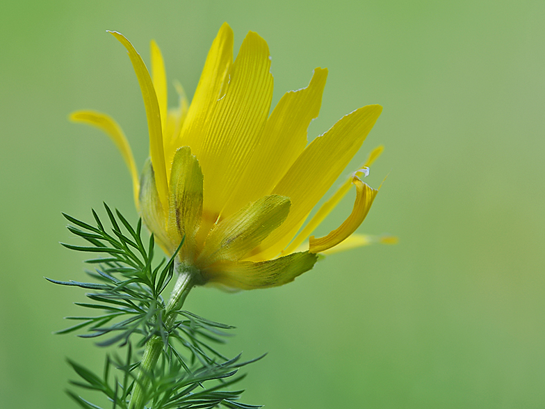 Adonis vernalis