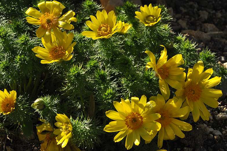 Adonis vernalis