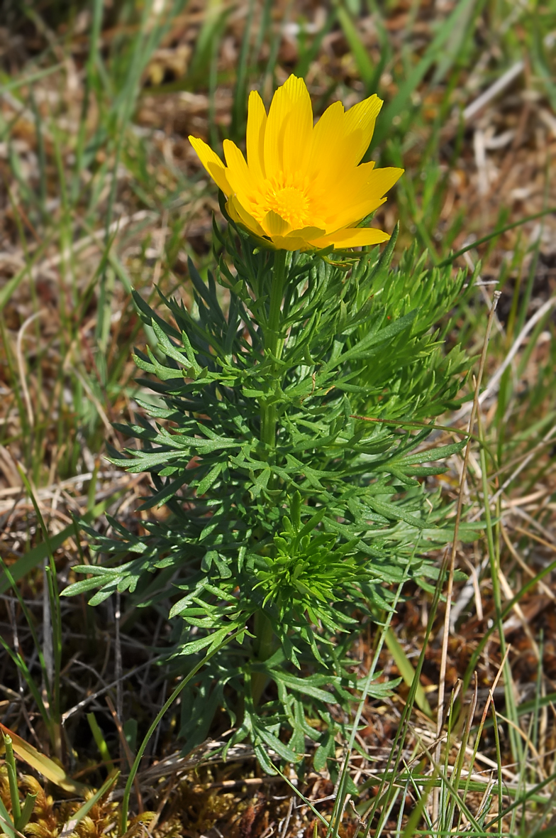 Adonis vernalis